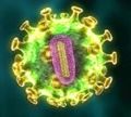 swine influenza virus-klein