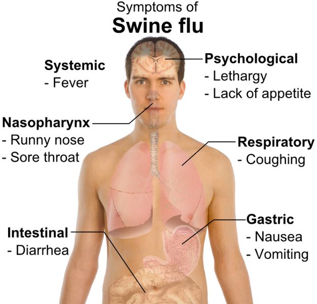 swine flu symptoms